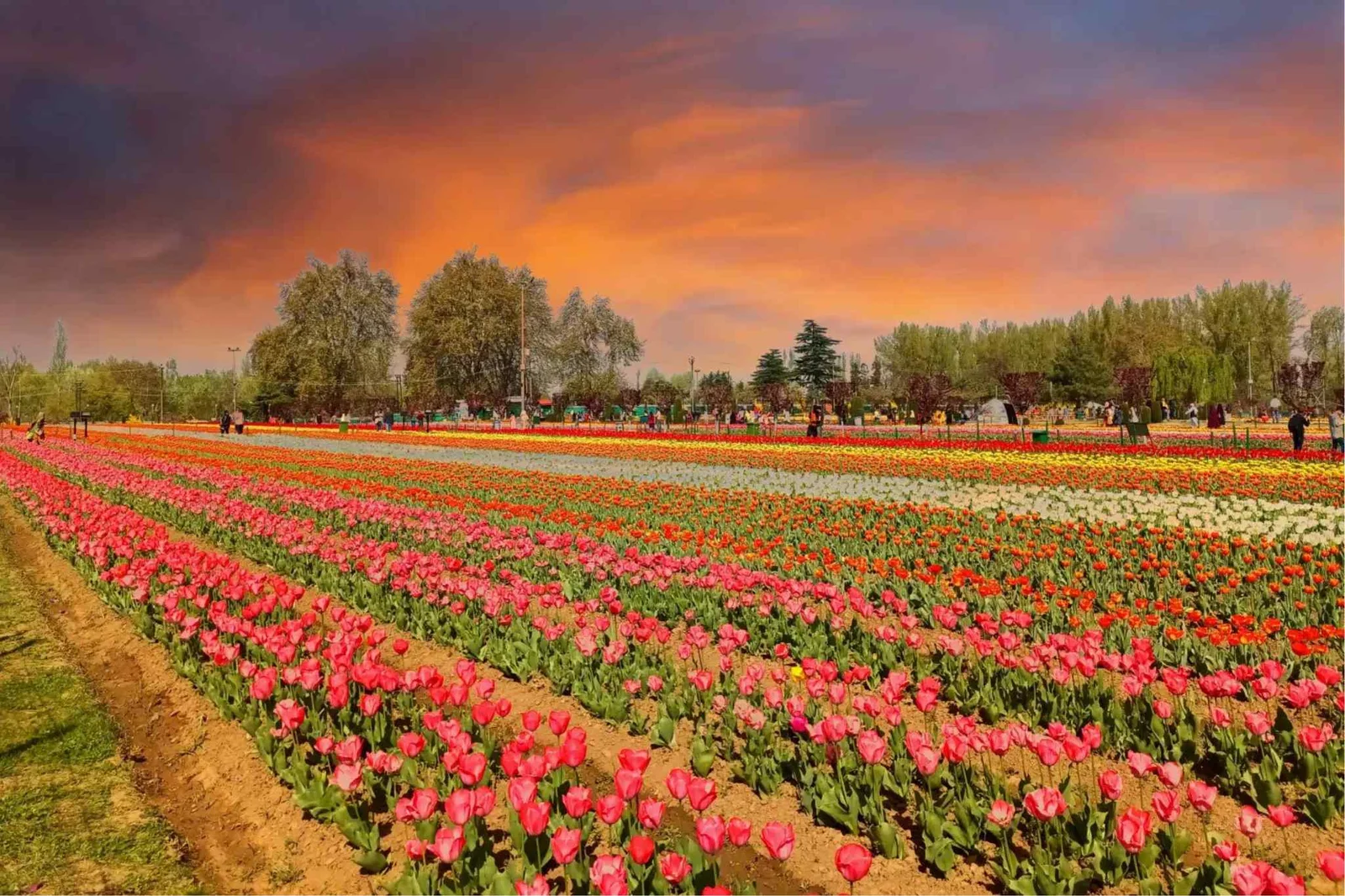 Tulip-Garden-Kashmir Tulip Festival Special Trip