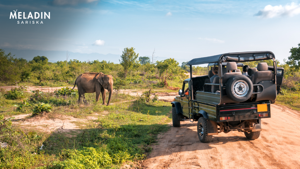jungle safari in rajasthan 1024x576 1